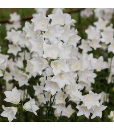 Campanula perscifolia White 9cm/2L