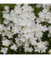 Campanula perscifolia White 9cm/2L