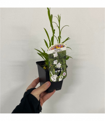 Campanula perscifolia White 9cm/2L