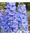 Delphinium 'Magic Fountain Sky Blue' 9cm