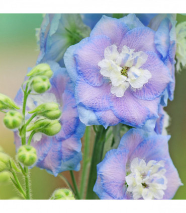 Delphinium 'Magic Fountain Sky Blue' 9cm