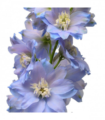Delphinium 'Magic Fountain Sky Blue' 9cm