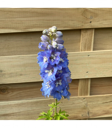 Delphinium 'Magic Fountain Sky Blue' 9cm