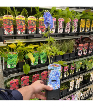 Delphinium 'Magic Fountain Sky Blue' 9cm