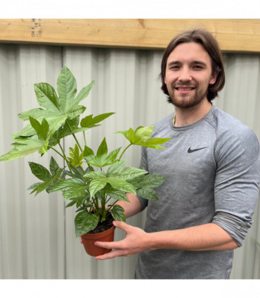 Fatsia japonica 9cm-5L