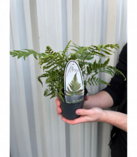 Fern Dryopteris 11cm