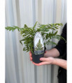 Fern Dryopteris 11cm