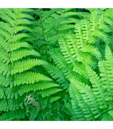 Fern Dryopteris 11cm