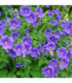 Geranium 'Johnson's Blue' 9cm/2L/3L
