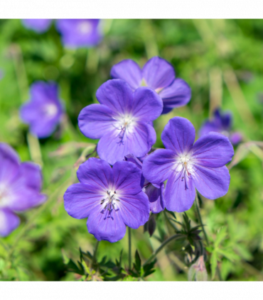 Geranium 'Johnson's Blue' 9cm/2L/3L