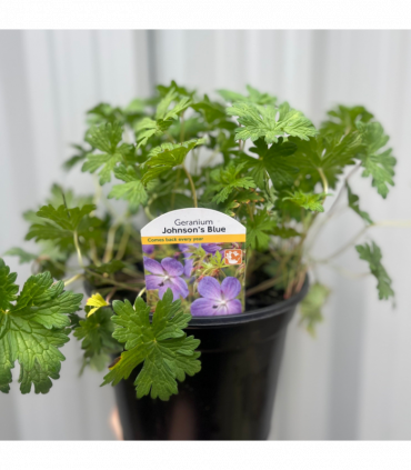 Geranium 'Johnson's Blue' 9cm/2L/3L