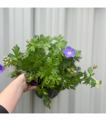Geranium 'Johnson's Blue' 9cm/2L/3L