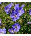 Geranium 'Rozanne' 9cm / 2L