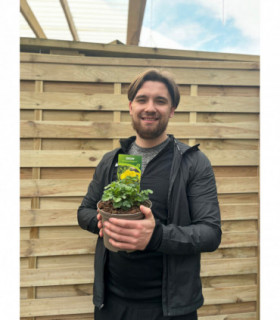 Geum 'Banana Daiquiri' 2L