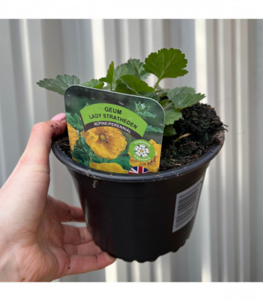 Geum 'Lady Stratheden'