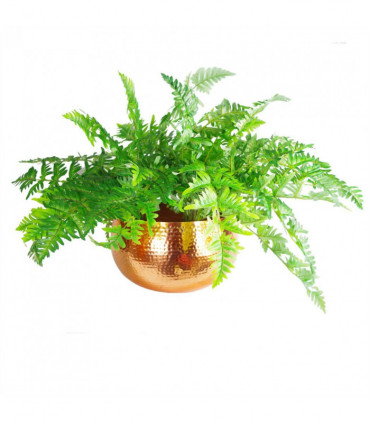 Leaf XL Metal Bowl Planter 32 x 20cm Hammered Copper Colour - Straight Edge