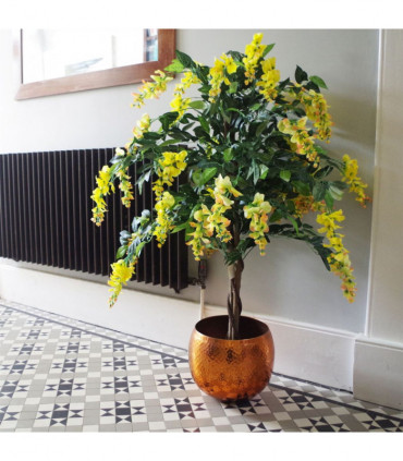 120cm Yellow Flowering Wisteria Tree