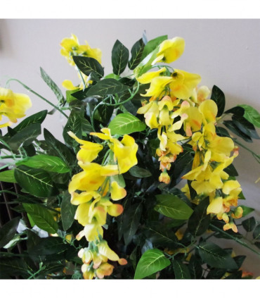 120cm Yellow Flowering Wisteria Tree