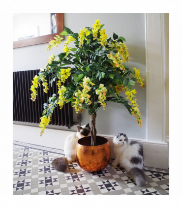 120cm Yellow Flowering Wisteria Tree