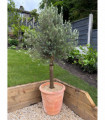 Olive Tree 45L 1.5-1.8m + Teracotta Pot + Soil + Gravel