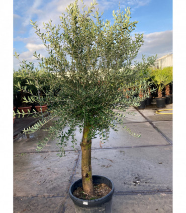 Olive Tree 45L 1.5-1.8m + Teracotta Pot + Soil + Gravel