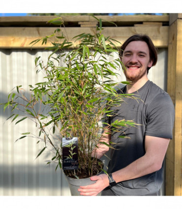 Fountain Bamboo | Fargesia Rufa (90cm)