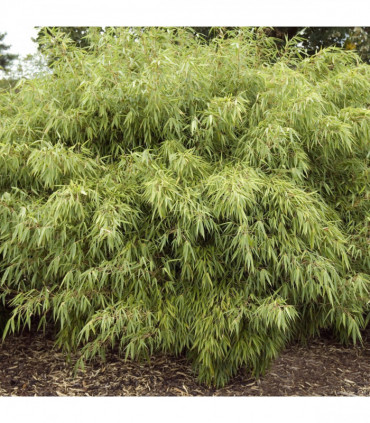 Fountain Bamboo | Fargesia Rufa (90cm)