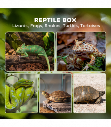 PawHut Glass Reptile Terrarium, 12L Vivarium for Lizards Frogs Snakes Turtles