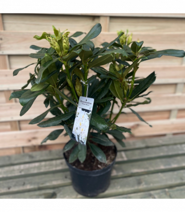 Evergreen Shrub Ready-Made Border