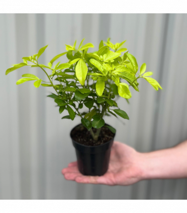 Evergreen Shrub Ready-Made Border