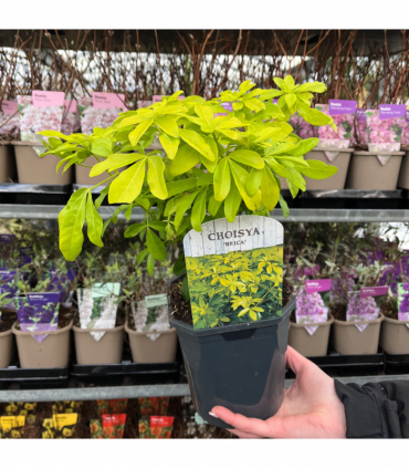 Evergreen Shrub Ready-Made Border