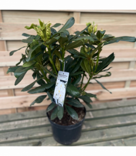 Evergreen Shrub Ready-Made Border