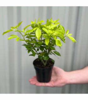 Evergreen Shrub Ready-Made Border