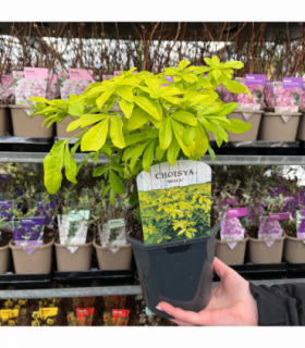 Evergreen Shrub Ready-Made Border