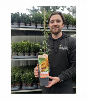 Pyracantha 'Soleil D'or' 1L/2L