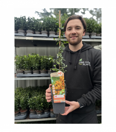 Pyracantha 'Soleil D'or' 1L/2L