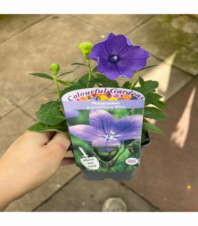 Platycodon grandiflora Blue 9cm