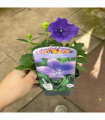 Platycodon grandiflora Blue 9cm