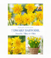 Narcissus Tete Boucle (Scented Dwarf Double Tete a Tete - 7/16 Bulbs)