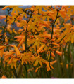 Crocosmia × crocosmiiflora 'George Davison' 9cm