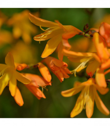 Crocosmia × crocosmiiflora 'George Davison' 9cm