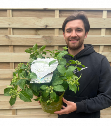 Hydrangea 'Runaway Bride'