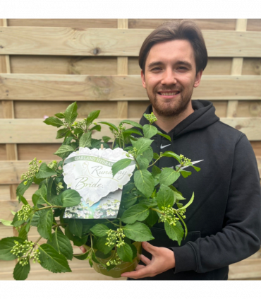 Hydrangea 'Runaway Bride'