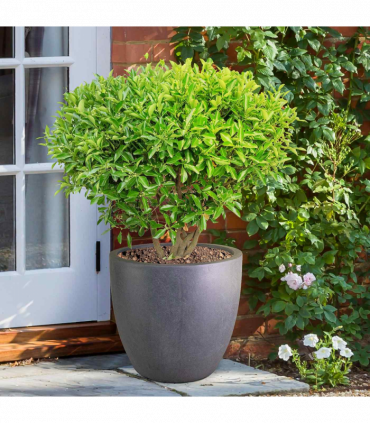 IDEALIST Lite 50cm Large Garden Planter for Trees | Washed Light Concrete Egg Round Planter | Contemporary Outdoor Plant Pot D50 H50 cm, 98L