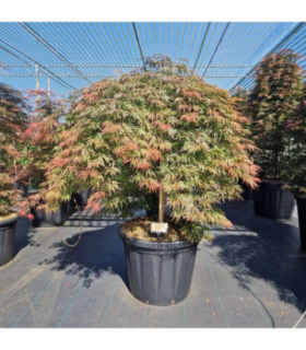 Acer palmatum 'Orangeola' 65L / 80L / 130L