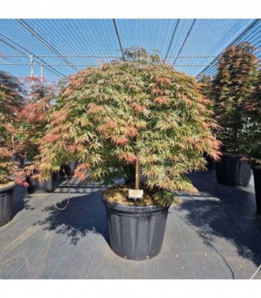 Acer palmatum 'Orangeola' 65L / 80L / 130L