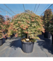 Acer palmatum 'Orangeola' 65L / 80L / 130L