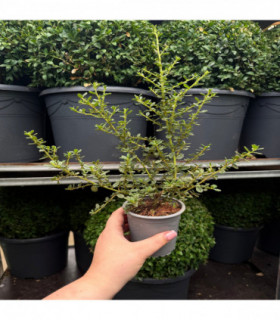 Ceanothus 'Puget Blue' (Californian Lilac) 9cm / 2L