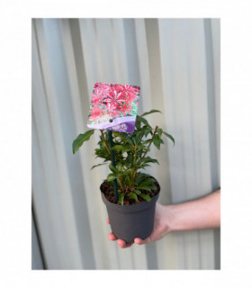 Pieris japonica ‘Mountain Fire’ 9cm/1L/2L