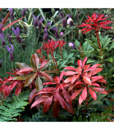 Pieris japonica ‘Mountain Fire’ 9cm/1L/2L